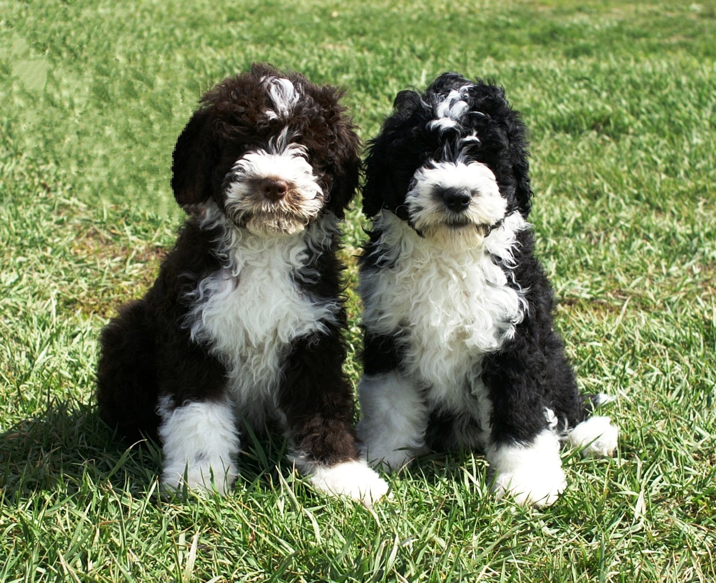 Brown Portuguese Water Dog Puppies For Sale Brown Portuguese Water Dog Puppies For Sale
