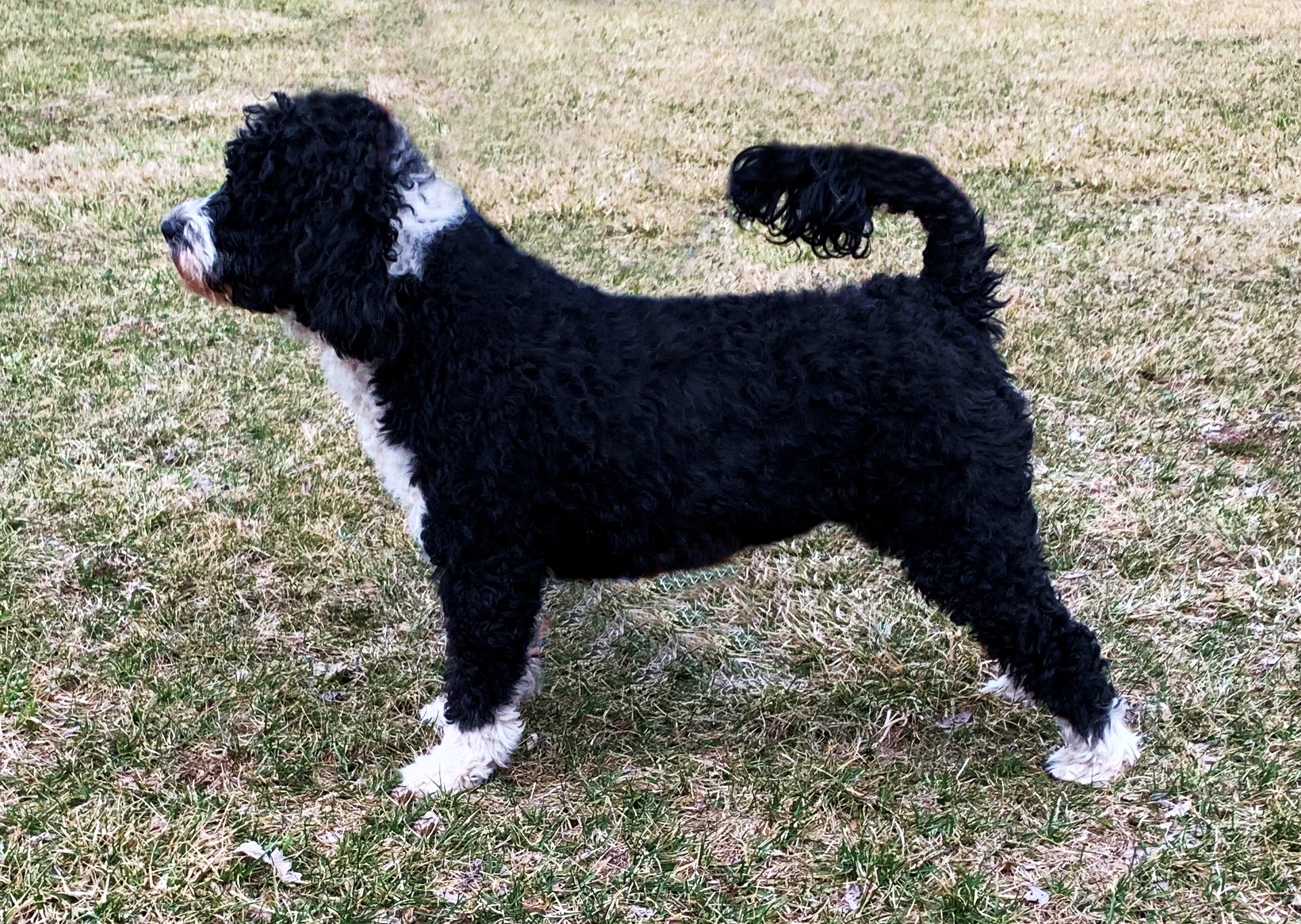 portuguese water dog breeder
